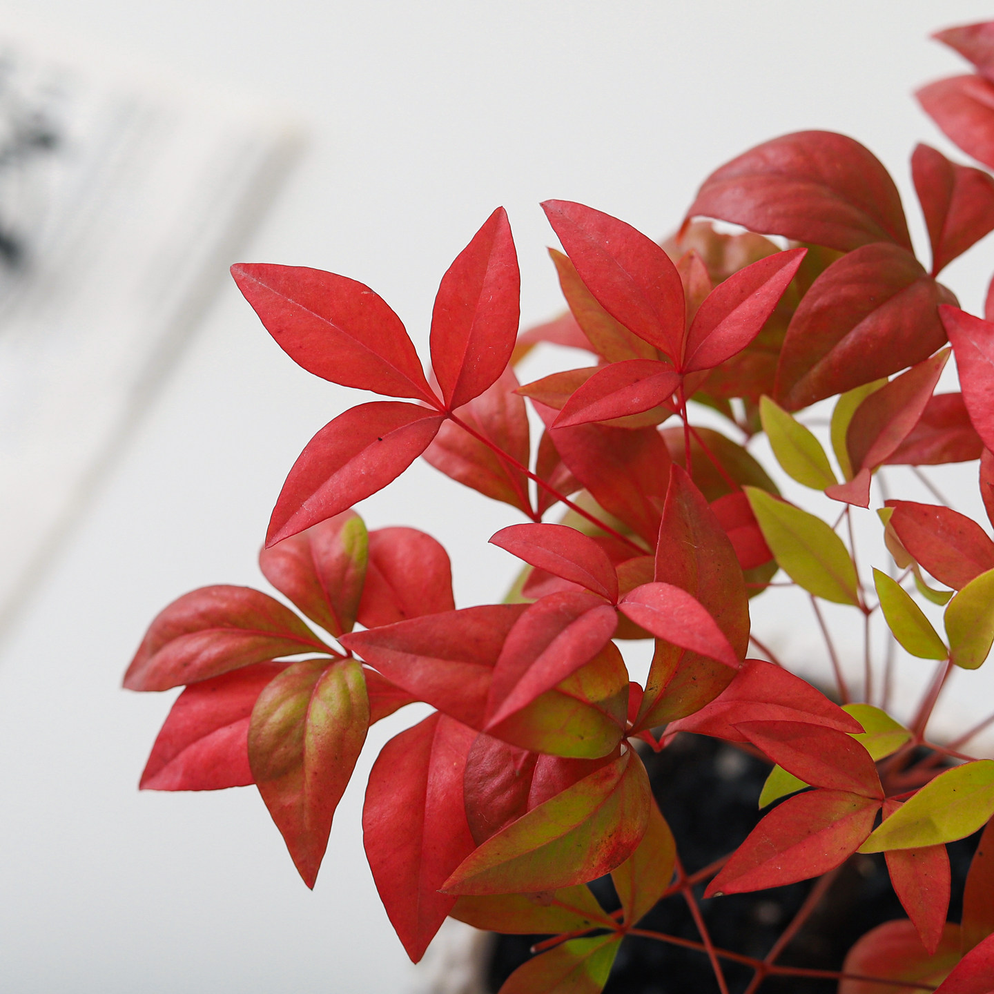 南天竹苔藓球盆栽客厅摆件桌面绿植净化空气四季好养植物花卉盆景,淘宝优惠券,粉丝福利购,淘宝优惠卷