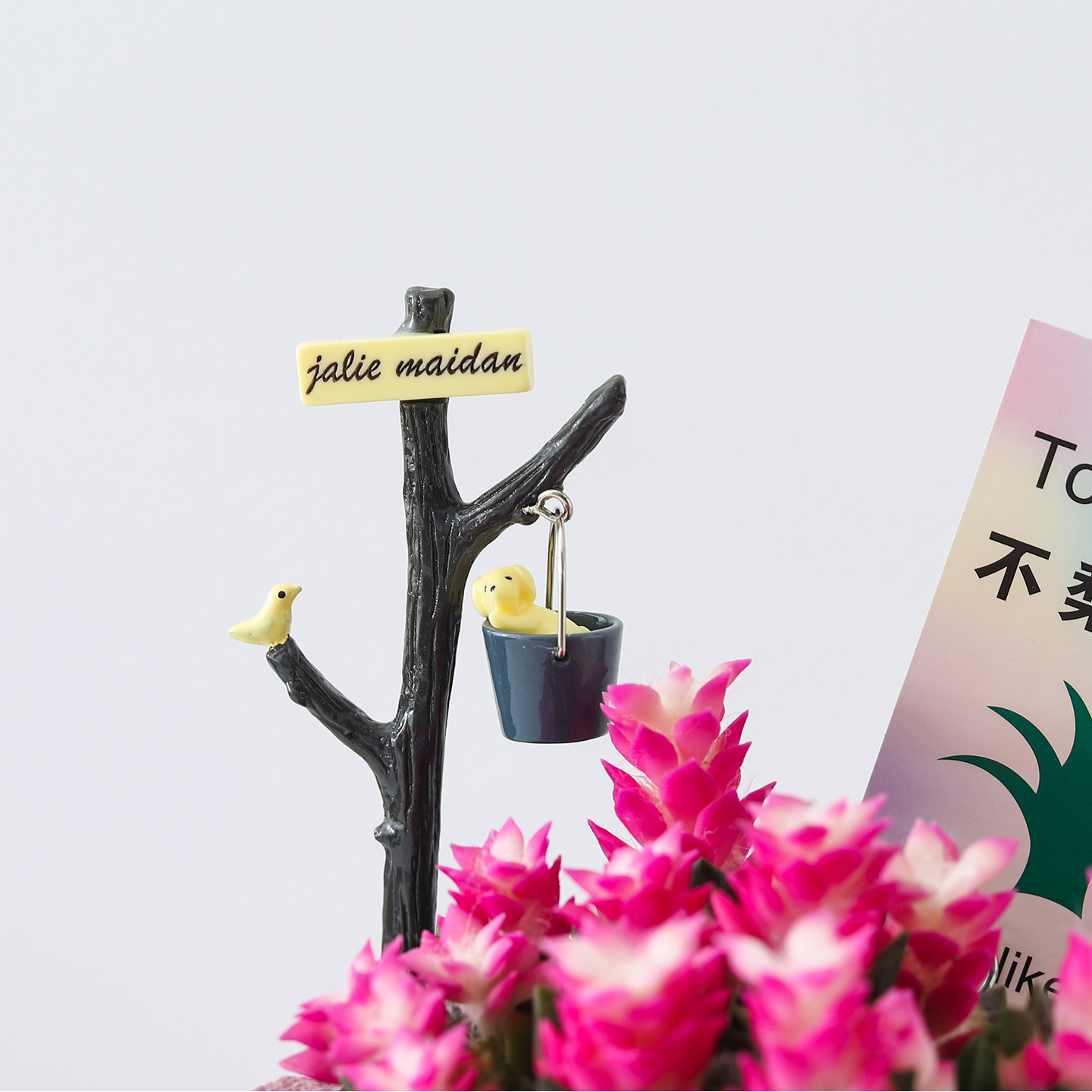 吹雪之松多肉植物粉色肉肉桌面阳台好养新手绿植室内盆栽花卉礼物 - 图2