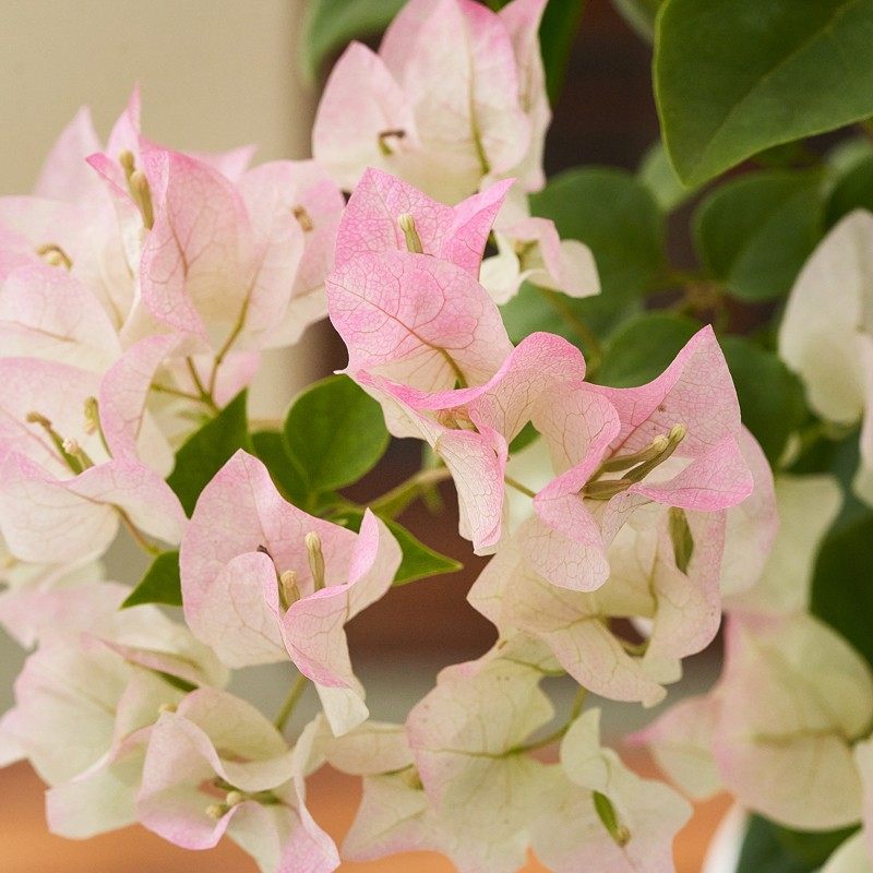 绿樱三角梅盆栽带花室内老桩大型爬藤植物四季长青绿植庭院花卉,淘宝优惠券,粉丝福利购,淘宝优惠卷