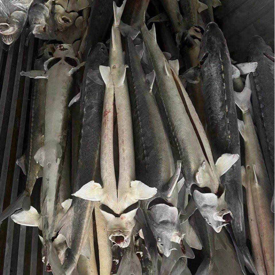 冷藏集装箱租赁移动冷库蔬菜水果肉类鱼虾保鲜冷冻库货柜冷链专用,淘宝优惠券,粉丝福利购,淘宝优惠卷