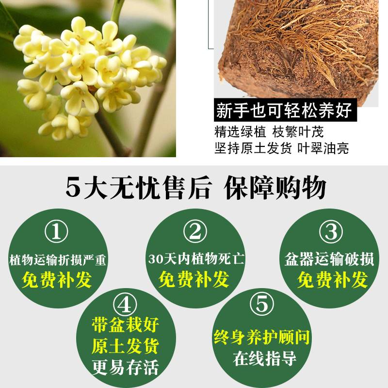 桂花盆栽树苗室内花卉植物办公开花浓香绿植四季好养易活客厅盆景 - 图1