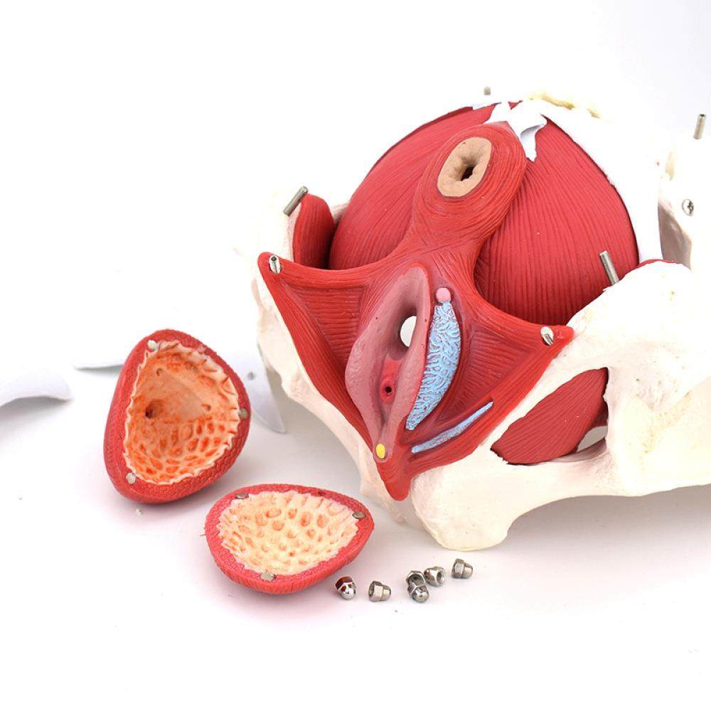 女性骨盆盆底肌生器官模型女盆腔附件结构膀胱阴道模型盆底肌修 - 图2