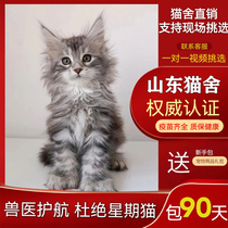 Burmese cat young cat pure breed pet cat Russian giant kitty living ash black brown tiger spotted Burmese for long hairy cat