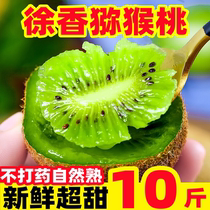 Shaanxi green heart macaque 10 catty of fresh fruit cummy kiwi fruit when season chiecchio non-Xu fragrance