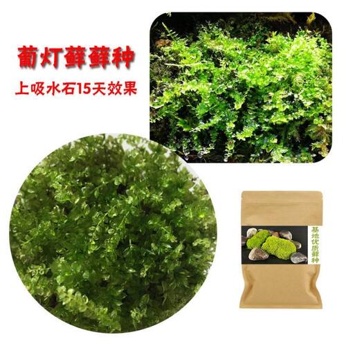 上水石吸水石盆景盆栽青苔苔藓种子孢子粉微景观鲜活植物种籽铺面 - 图1