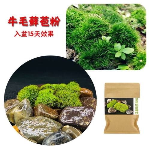 上水石吸水石盆景盆栽青苔苔藓种子孢子粉微景观鲜活植物种籽铺面 - 图2