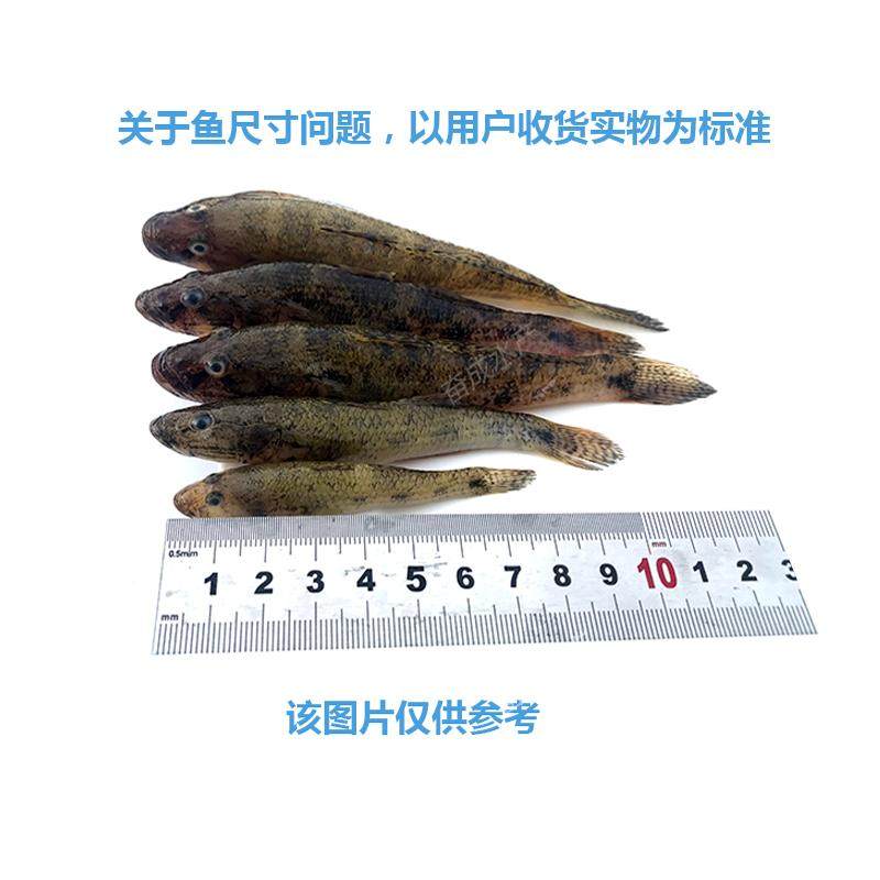 海鱼河鱼笋壳鱼潮汕狗母九母鱼鲜活新鲜沙塘鳢孕妇术后营养煲汤鱼,淘宝优惠券,粉丝福利购,淘宝优惠卷