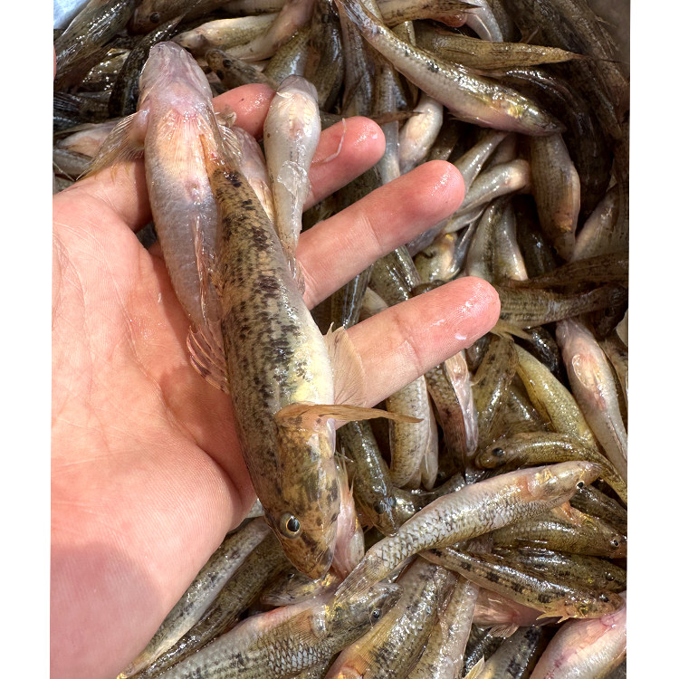 海鱼河鱼笋壳鱼潮汕狗母九母鱼鲜活新鲜沙塘鳢孕妇术后营养煲汤鱼,淘宝优惠券,粉丝福利购,淘宝优惠卷