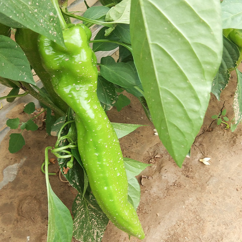 特大牛角椒种子大果羊角青椒尖椒辣椒苗种籽微辣新品种春季蔬菜孑,淘宝优惠券,粉丝福利购,淘宝优惠卷