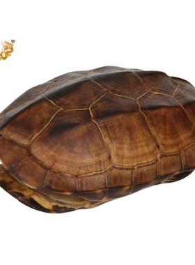 真古意乌龟壳摆件 桌面装饰 文化氛围浓厚