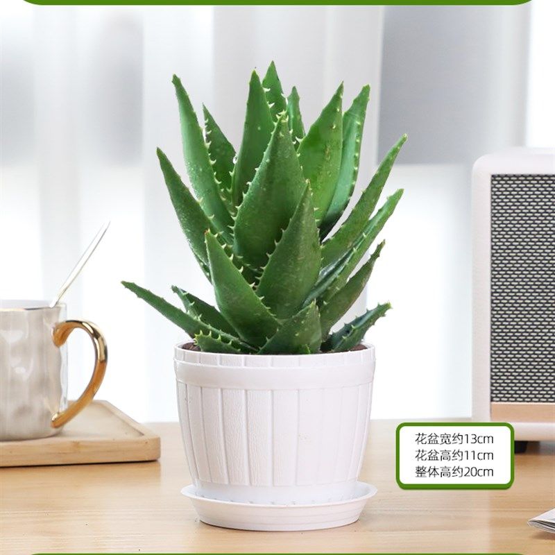 芦荟盆栽除甲醛净化空气办公桌可水培干净好养活多肉四季好养花卉,淘宝优惠券,粉丝福利购,淘宝优惠卷