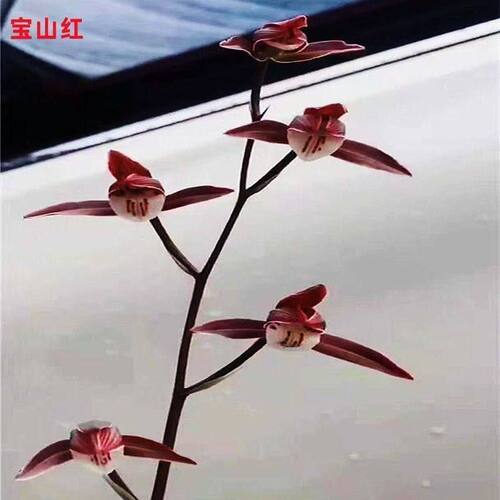 带花苞浓香型盆栽名品细叶寒兰【红尘梦】兰花苗室内室外花卉大全 - 图2