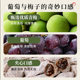 Muguoren Green Plum Grapes 258g candied fruit, dried tangerine peel, and Chaoshan Internet celebrity snacks for pregnant women to satisfy their cravings