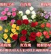 9.9 Kunming, Yunnan Rose Seedlings Old Piles 3 Red Rose Old Roots Rose Seedlings Blossom All Seasons Strong Fragrant Flowers