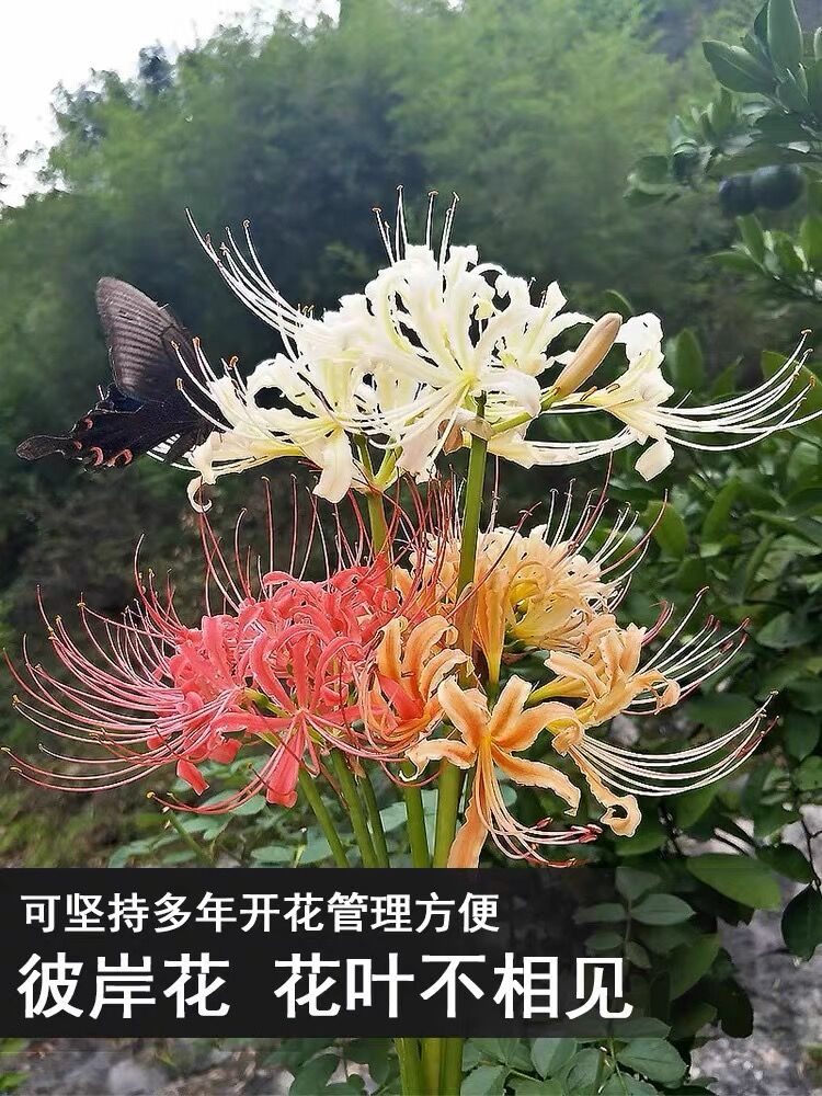 彼岸花种球盆栽曼珠沙华花种子室内外红花石蒜球根花卉曼陀罗花种 - 图1