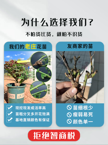 99云南昆明玫瑰花苗老桩3棵红玫瑰老根月季花苗四季开花浓香花卉