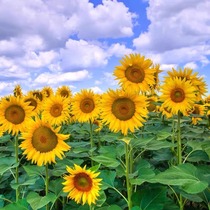 Sunflower Seed seed Short Four Seasons Sowing Blooming High Pole Ornamental Potted Courtyard Edible Sunflower Seeds