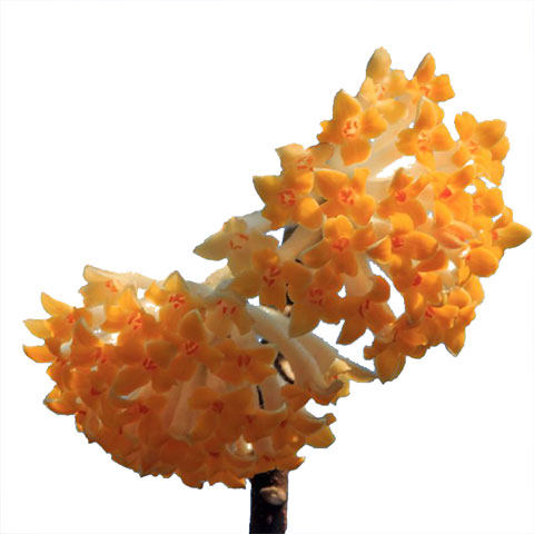 结香花苗梦花树苗金腰带打结花梦冬花浓香花卉庭院植物盆栽绿化苗 - 图3