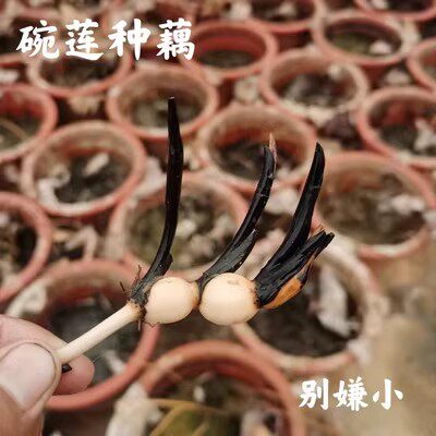 水培碗莲种藕小型荷花成品苗正宗碗莲根茎四季室内外睡莲水养花卉 - 图2