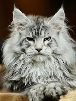 Myanmars cat-young cat pure breed cub silver tiger spotted Russian giant cat racing class living pet home for a warm and smooth hair