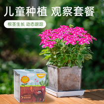 Primary school students Science experimental plant growth observation box Fengxian flower seed Children planting small potted strawberry suit