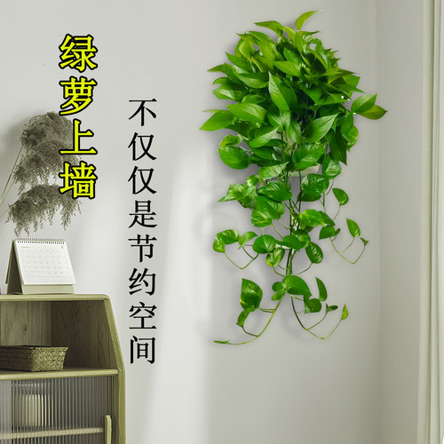 壁挂长藤绿萝办公室家里室内小植物绿箩除甲醛易养水培花卉吊兰 - 图1