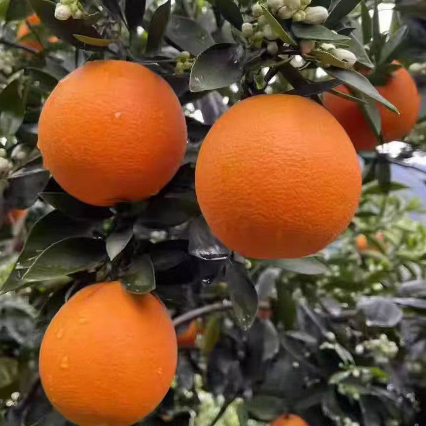 秭归伦晚脐橙新鲜水果橙子果园直发赣正南宗应当季整箱冰糖甜,淘宝优惠券,粉丝福利购,淘宝优惠卷