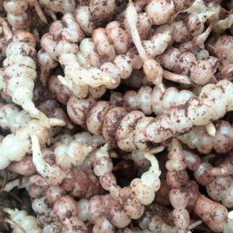 地环种子现挖螺丝菜宝塔菜地蚕种子地牯牛可种植腌制农家泡酱菜Q - 图1