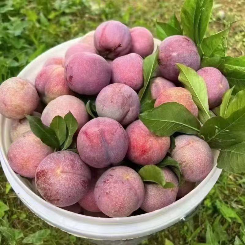 红肉黑布林5斤新鲜李子当季现摘黑金刚恐龙蛋脆李子孕妇大果包邮,淘宝优惠券,粉丝福利购,淘宝优惠卷