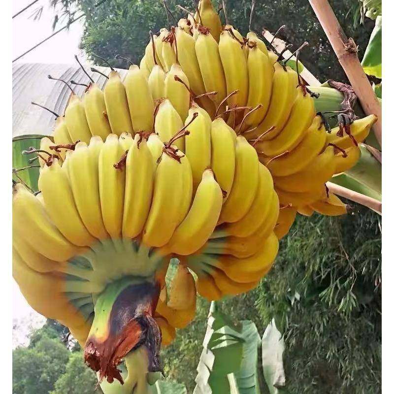 云南皇帝蕉香蕉banana帝王焦小米蕉9斤新鲜水果10自然熟整箱5,淘宝优惠券,粉丝福利购,淘宝优惠卷