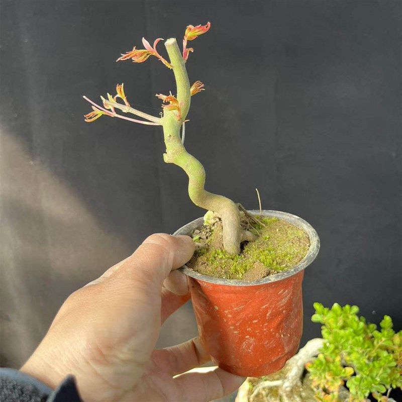 新山红叶树桩盆栽盆o景日本 红枫七彩鸡爪槭盆景办公室阳台盆栽,淘宝优惠券,粉丝福利购,淘宝优惠卷