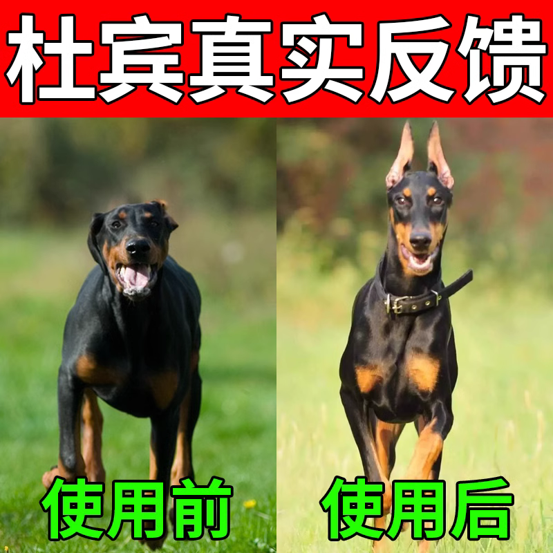 狗狗立耳神器杜宾专用立耳朵柯基德牧黑狼犬边牧泰迪辅助竖耳贴 - 图0