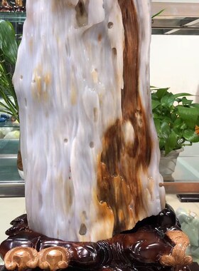 精品缅甸树化石冰种木化玉原石天然硅化木博古架奇石树化玉摆件