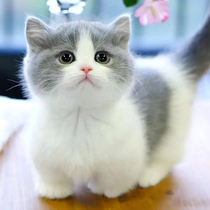 Kitty Living Things Pets Young Cats Siem Rou Puppies Puppies Puppies Orange and silver Blue Cat Beauty Short Kitten