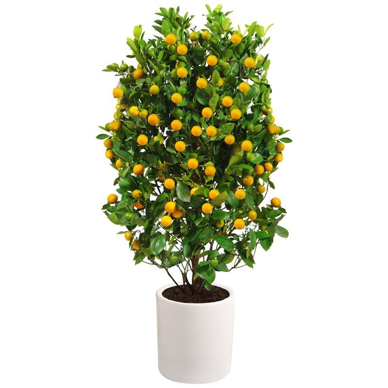 金桔树带果大树室内客厅盆栽观果植物金橘树盆景过年开业送礼年桔,淘宝优惠券,粉丝福利购,淘宝优惠卷