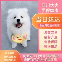 (Sichuan Dog House) Pure Breed Sammoye Dog Puppies Living Smiling Angels Samoye Dog Pure White Bear Version Samo