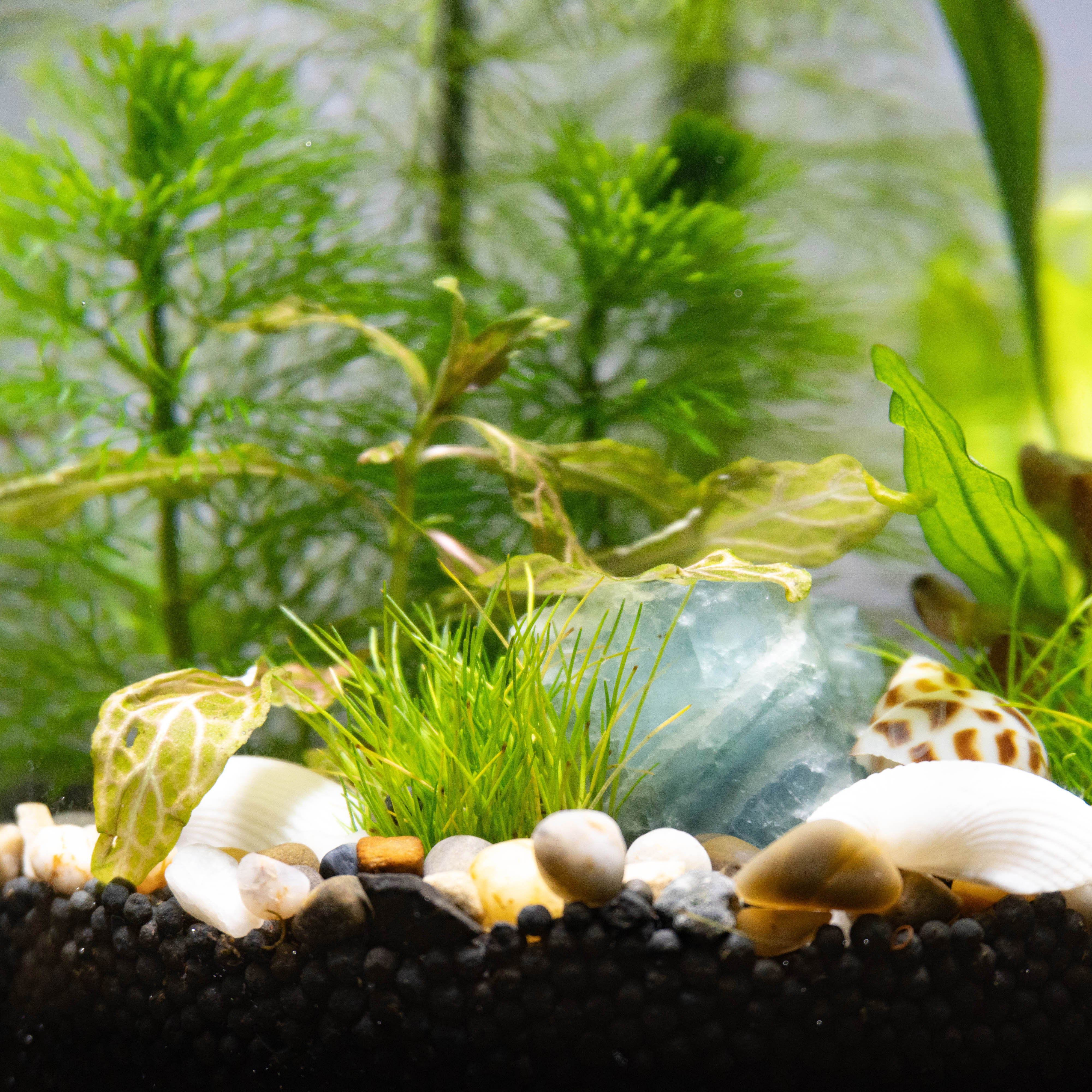 生态缸微景观生态缸水草小鱼鱼缸玻璃桌面虾办公室养鱼小鱼缸放松,淘宝优惠券,粉丝福利购,淘宝优惠卷