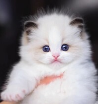 Pure Breeds Puppets Cat Juvenile Cat Racing Class Blue Double Sea Bicolor Fairy Cat Long fur Puppet Puppet Pet Kitty Living