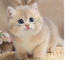 English Short Blue Gold Asymptotic Pure Breed Young Cat Gold Asymptotic Silver Gradually Layer Cub Living ny12 Long Fur Pet Cat Living Things