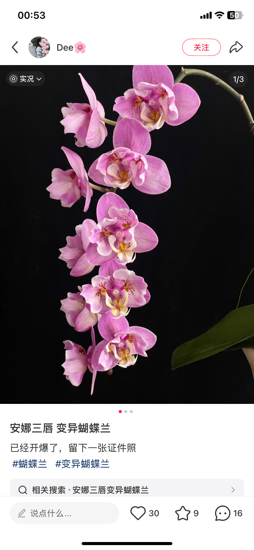 蝴蝶兰安娜三唇瓣变异2.8寸不杯带花剑,淘宝优惠券,粉丝福利购,淘宝优惠卷