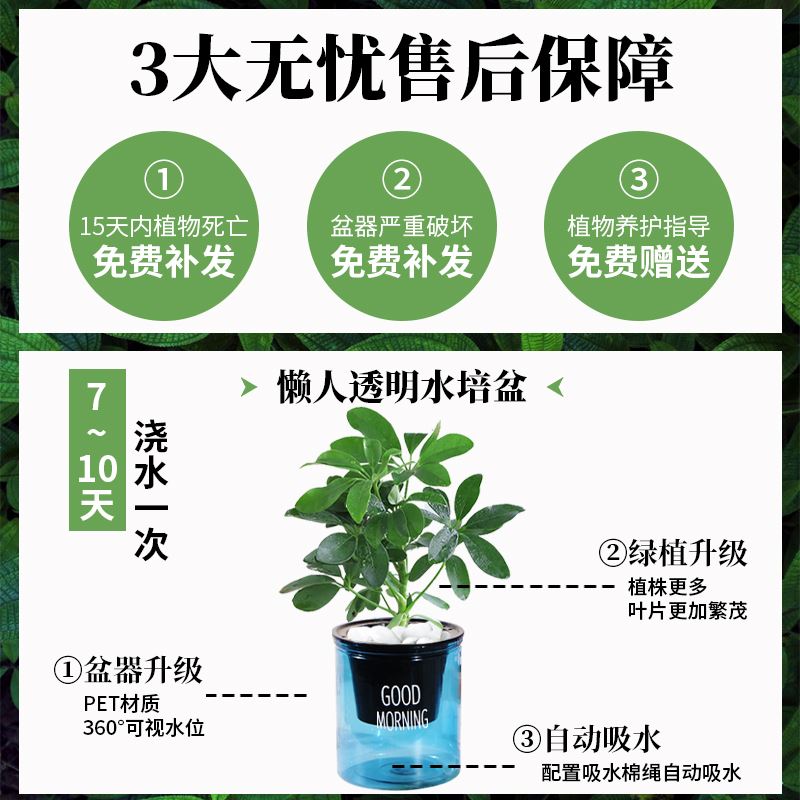 绿萝发财树文竹多肉花卉盆栽植物室内薄荷富贵竹水培小绿植好养活-图3