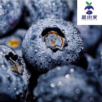 (Large Fruits) 15 -18mm Four boxes Net weight One catty of domestic blueberries now remove the hair and the baby is complemented by a crisp and juicy