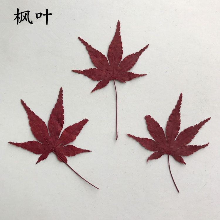 枫叶 槭树叶七角枫叶红枫叶押花画贺卡书签真花diy滴胶手机壳花材 - 图0