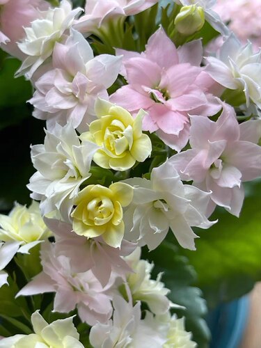 进口长寿花七彩重瓣变色龙马卡龙色阳台庭院开花不断植物盆栽 - 图0