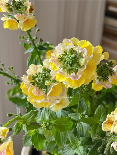 带花香！龙面花盆栽蓝宝石蓝白航路 耐寒 花期长 多年生庭院阳台 - 图2
