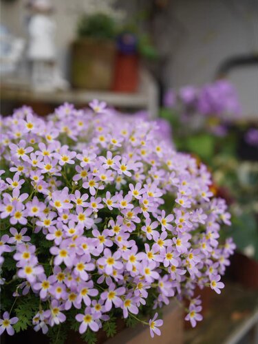 安徽羽叶报春 爆花能手 梦幻可爱庭院阳台 - 图1