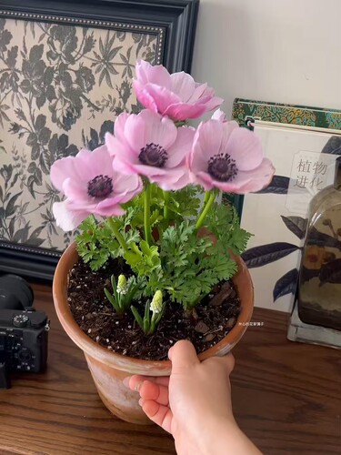 意大利银莲花 人鱼公主幻彩 球根多年生耐寒 庭院阳台花园 - 图0