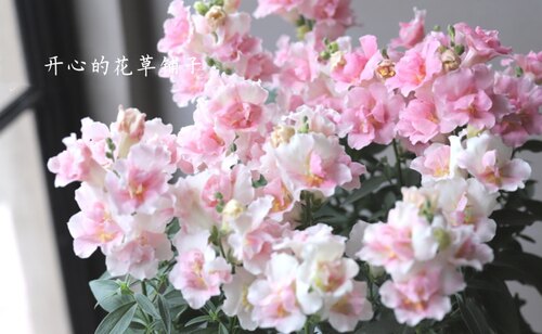 进口金鱼草盆栽 带花香 乙女星 苹果花 耐寒耐热 多年生 庭院阳台 - 图1