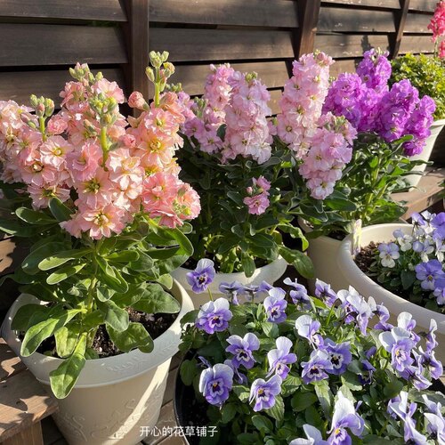 日本进口 带花香 耐寒多年生 紫罗兰盆栽 庭院阳台室内 可做鲜花 - 图2