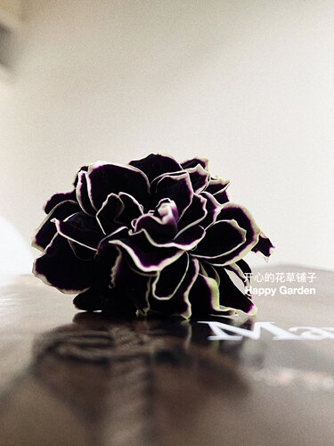 矮牵牛盆栽 花量巨大 度夏容易 带花香多年生 耐热耐雨 庭院阳台 - 图1
